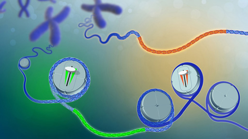 Gene expressions with on and off switches in cells