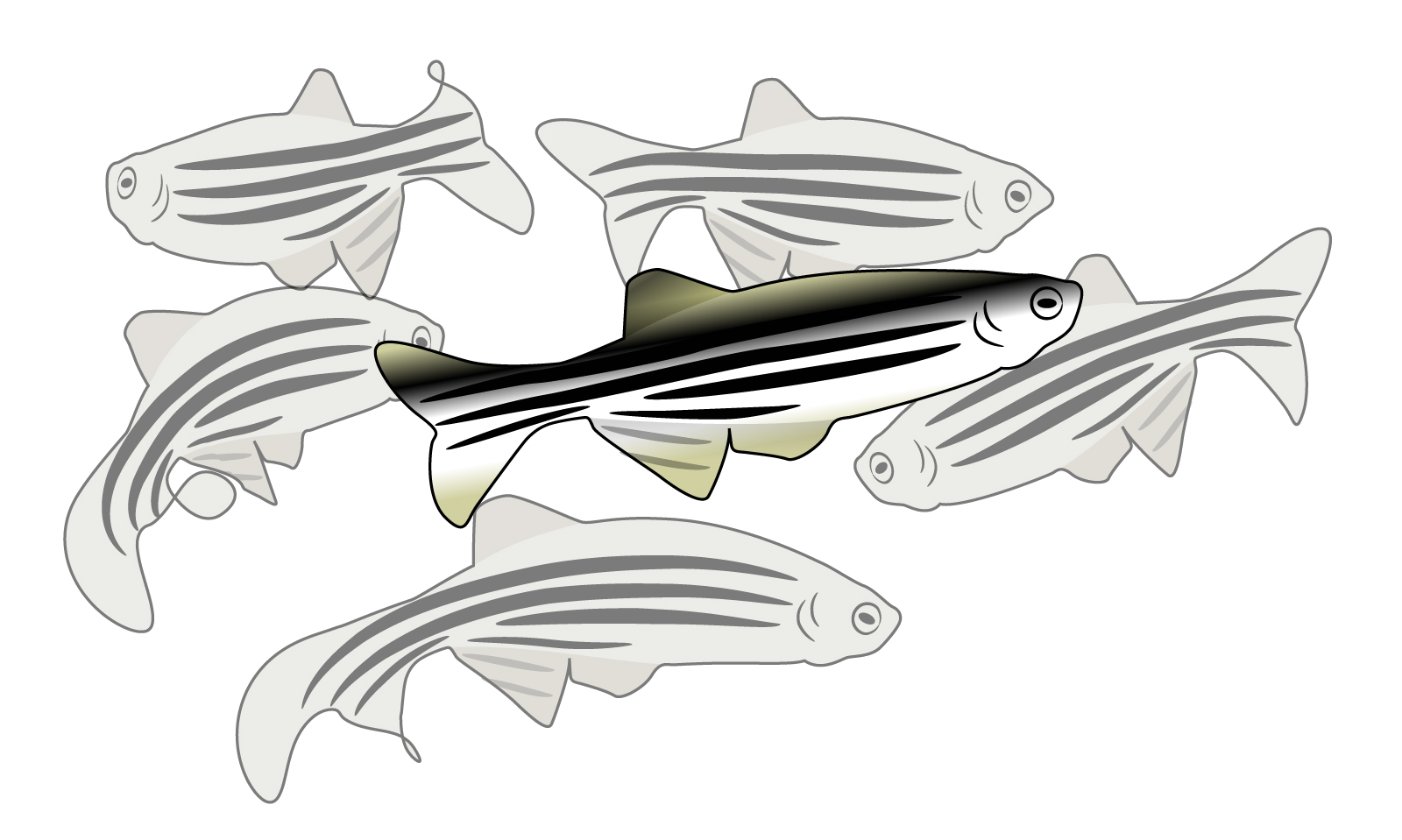  zebrafish