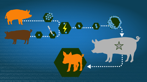 Cloning Fact Sheet | NHGRI