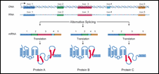 Click to view enlarged image of Figure 9: Alternative Splicing.