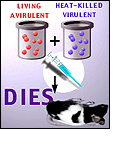 Illustration of virus strains converted and inject