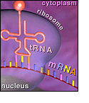 Messenger RNA