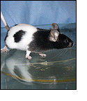 Laboratory mouse