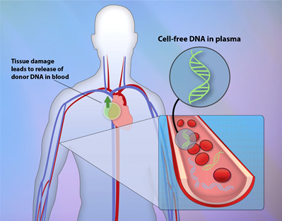 Human silhoutte, blood veins, DNA helices