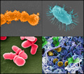 Microbial biofilm of mixed species from human body. From A. Earl (Broad Institute/MIT, 2012)