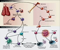 Figure 1 from the article - Central and peripheral tolerance mechanisms in the adaptive immune system