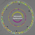 Salmonella Typhimurium