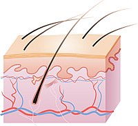 A cross-section of human skin