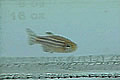 Zebrafish