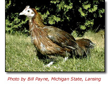 Red Jungle Fowl