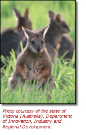 Tammar Wallaby