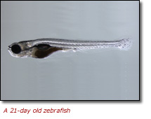 Zebrafish