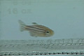 Zebrafish