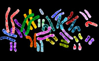 Chromosomes