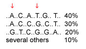 ACTG Sequence Percentages