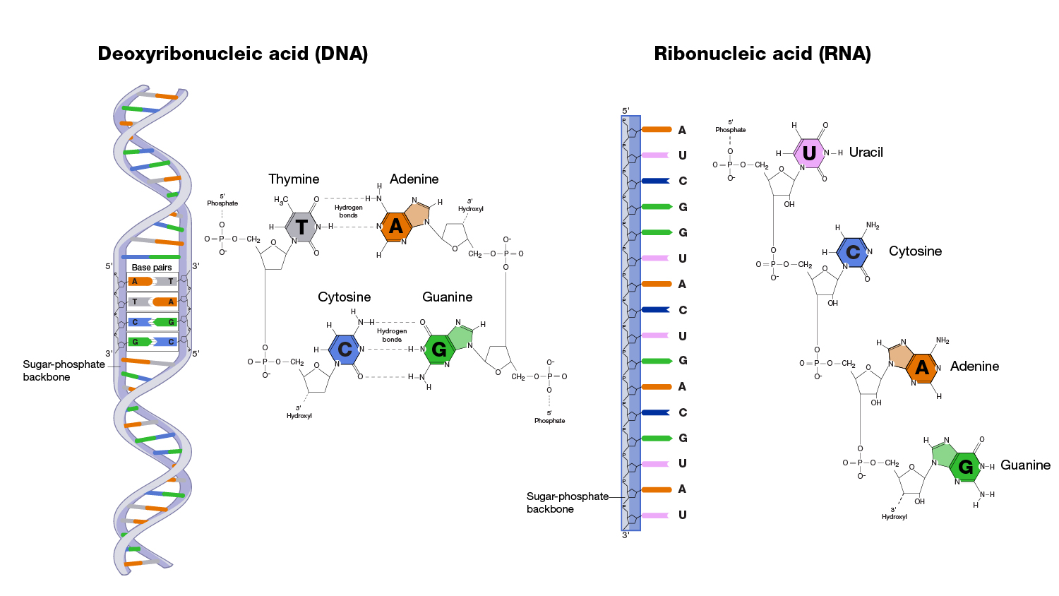 DNA vs. RNA