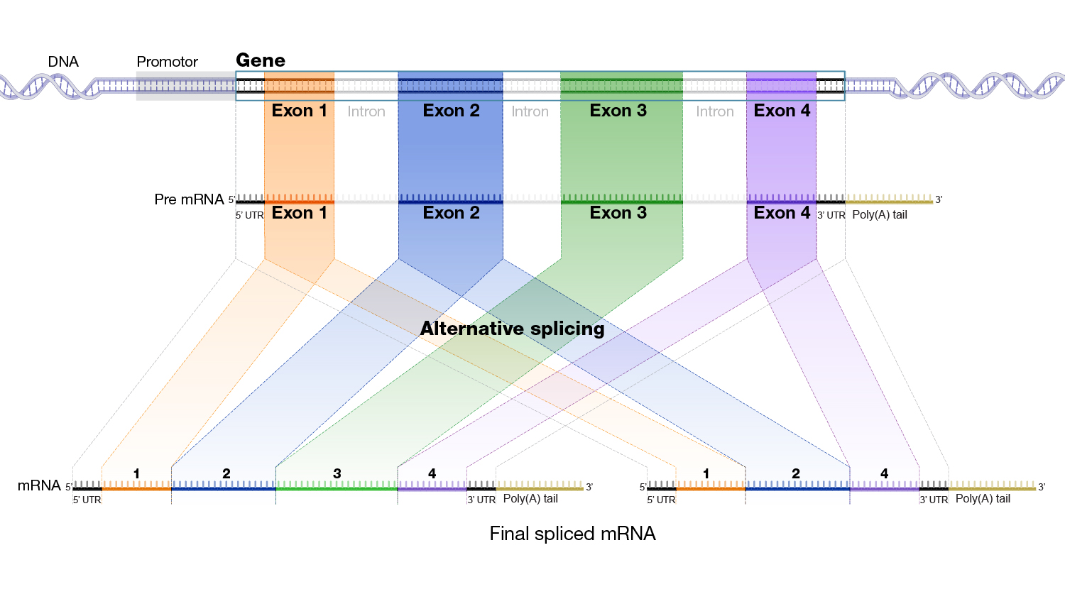 Alternative splicing