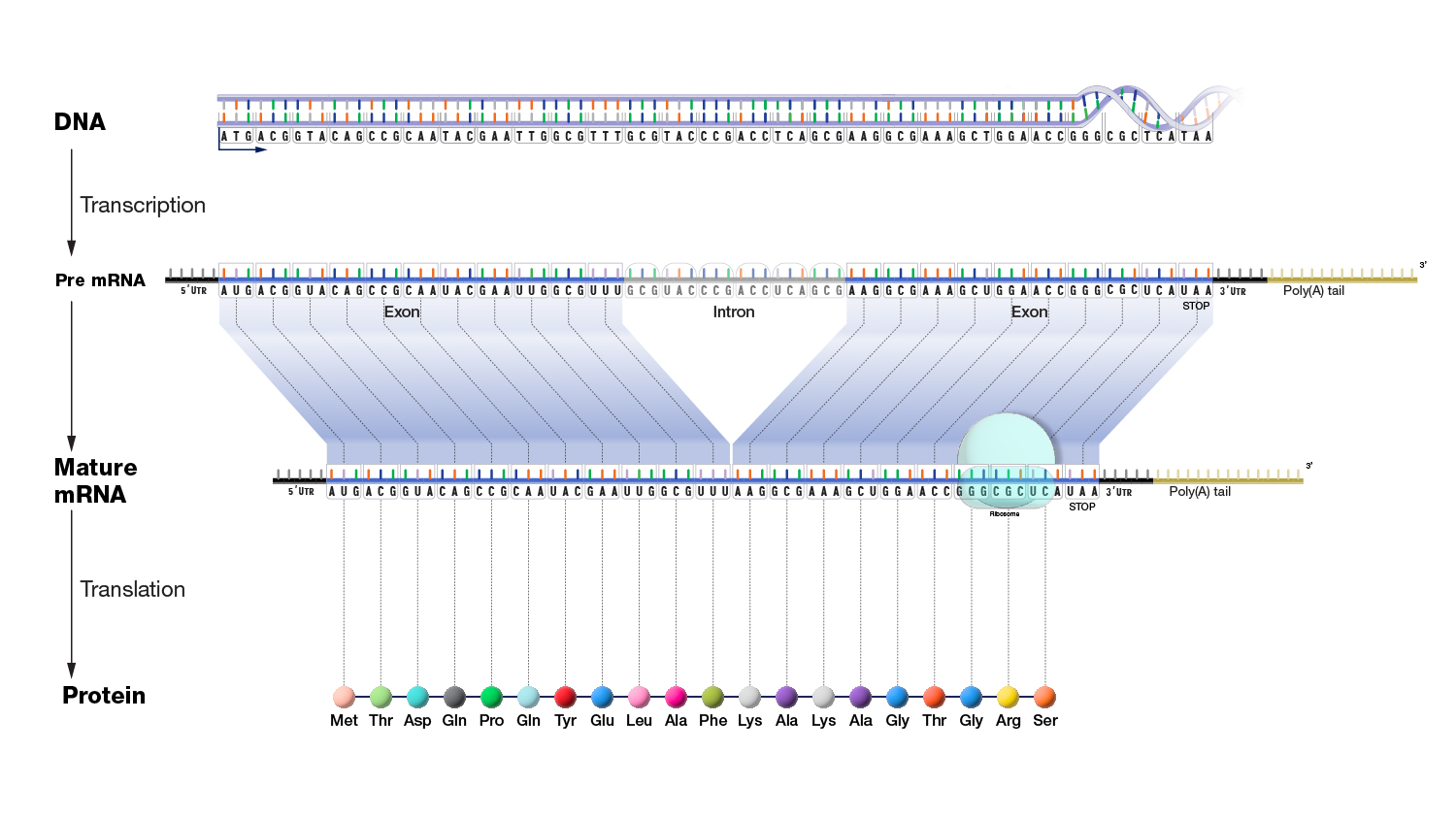 Central Dogma