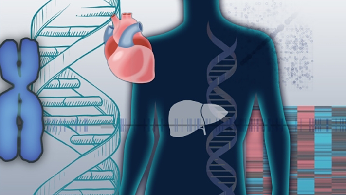 Genotype-Tissue Expression Project (GTEx)