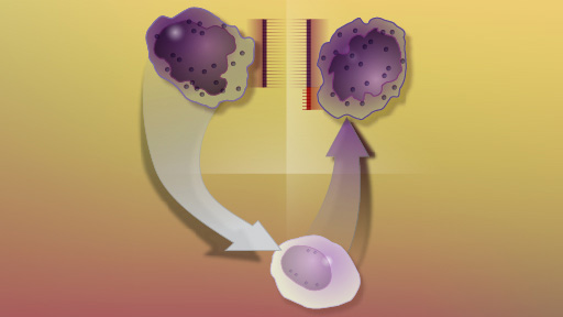 leukemia cells