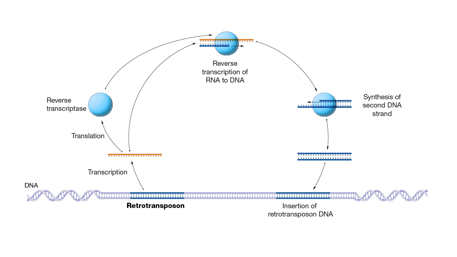 Retrotransposon