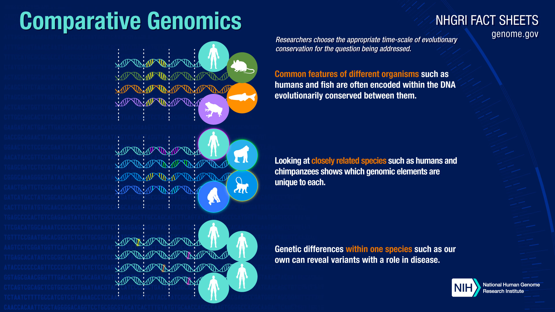 Comparative Genomics