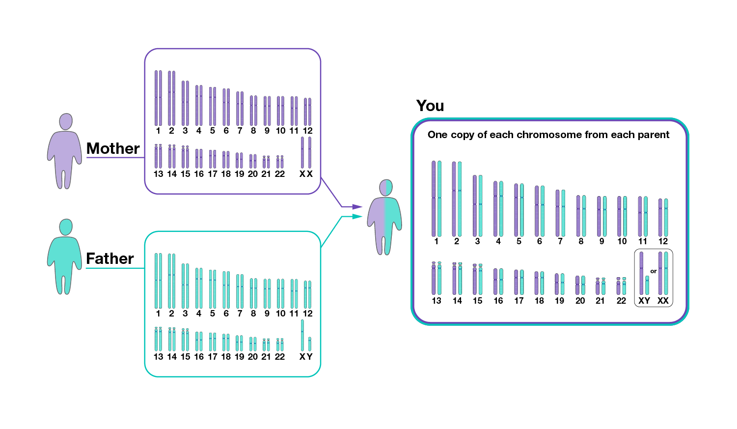 graphic showing diploid