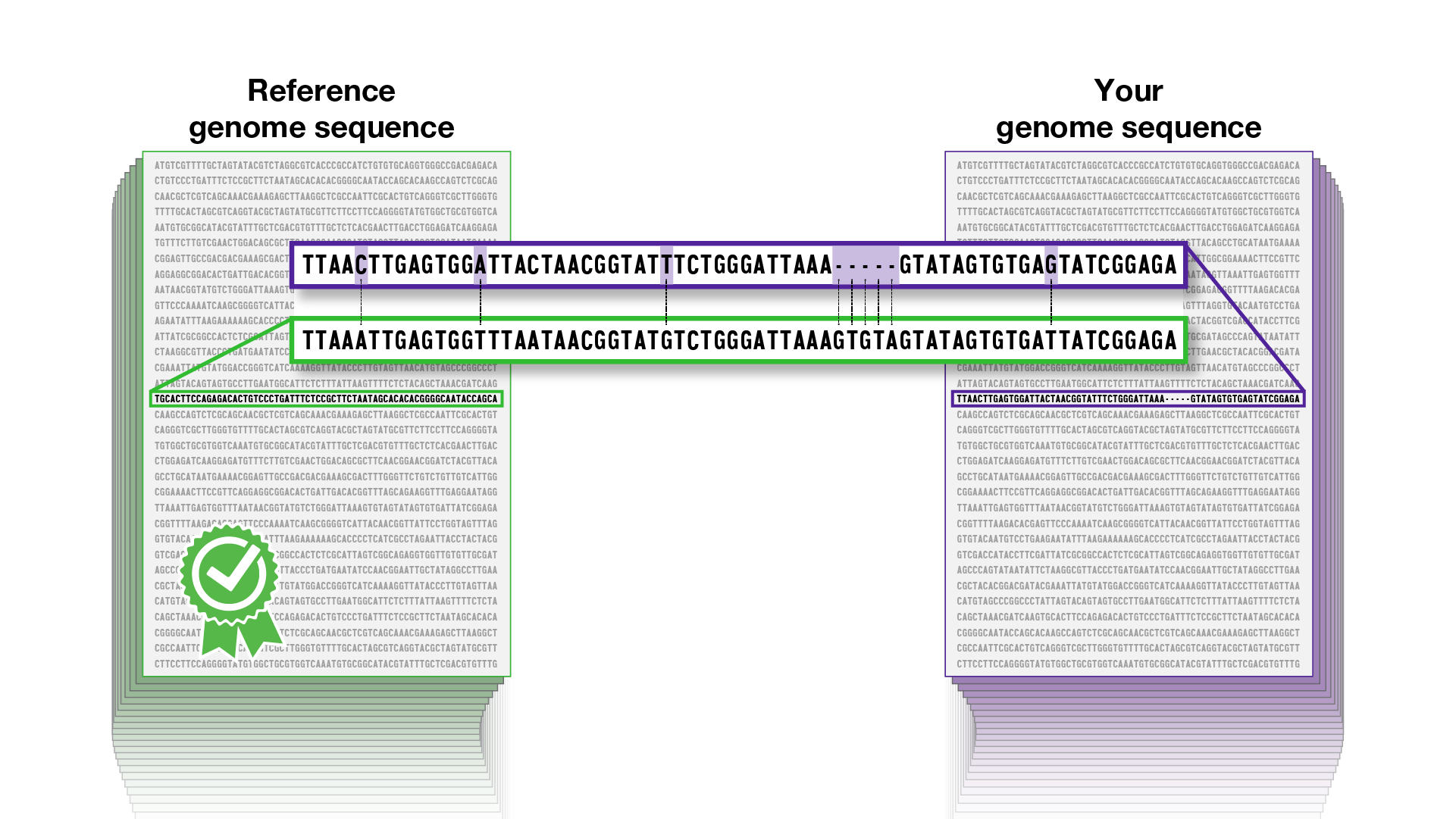 graphic showing genome v reference