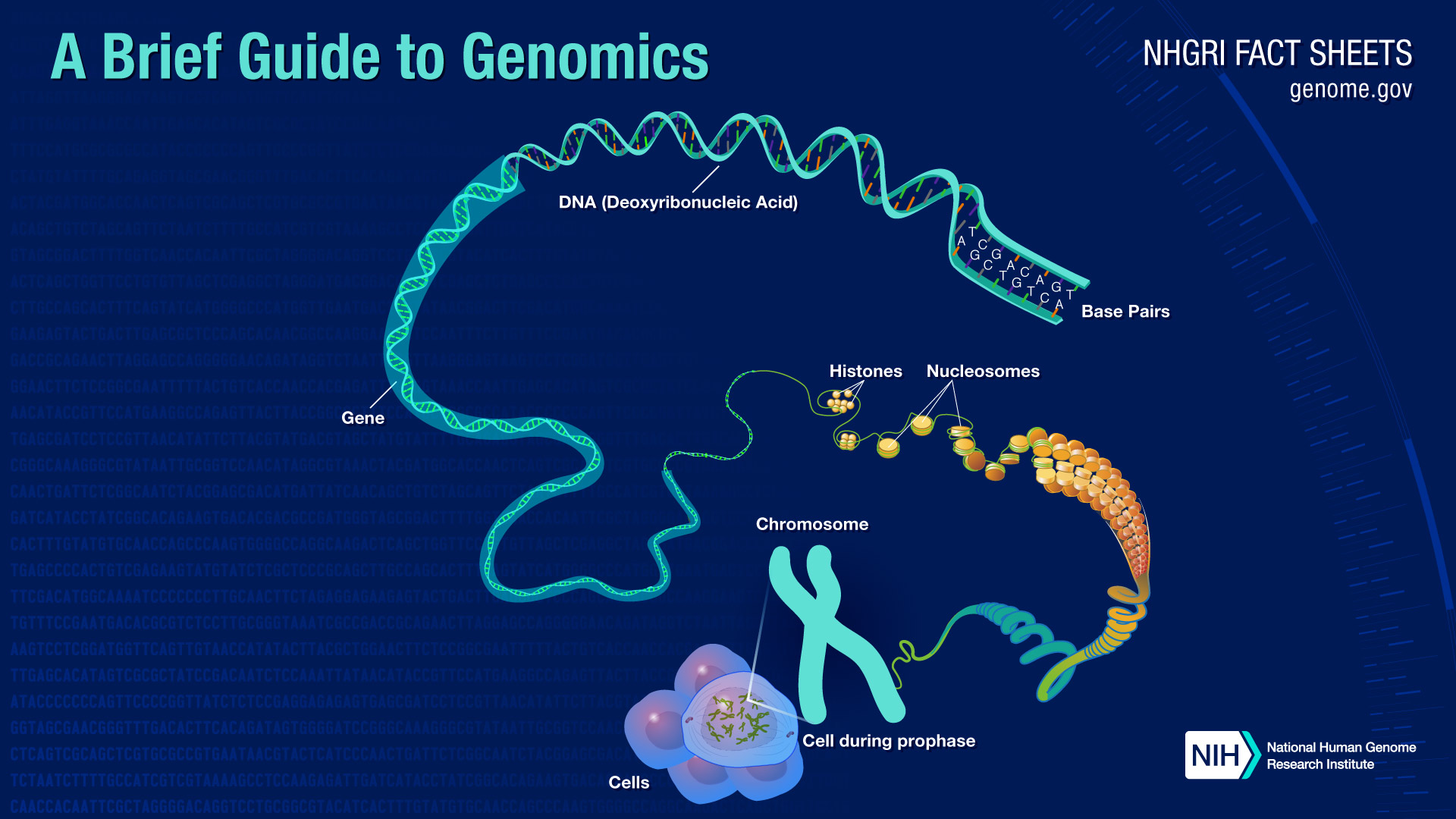 A Brief Guide to Genomics