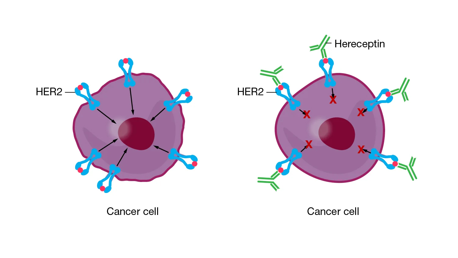 The drug trastuzumab attaches to the HER2 receptors. 