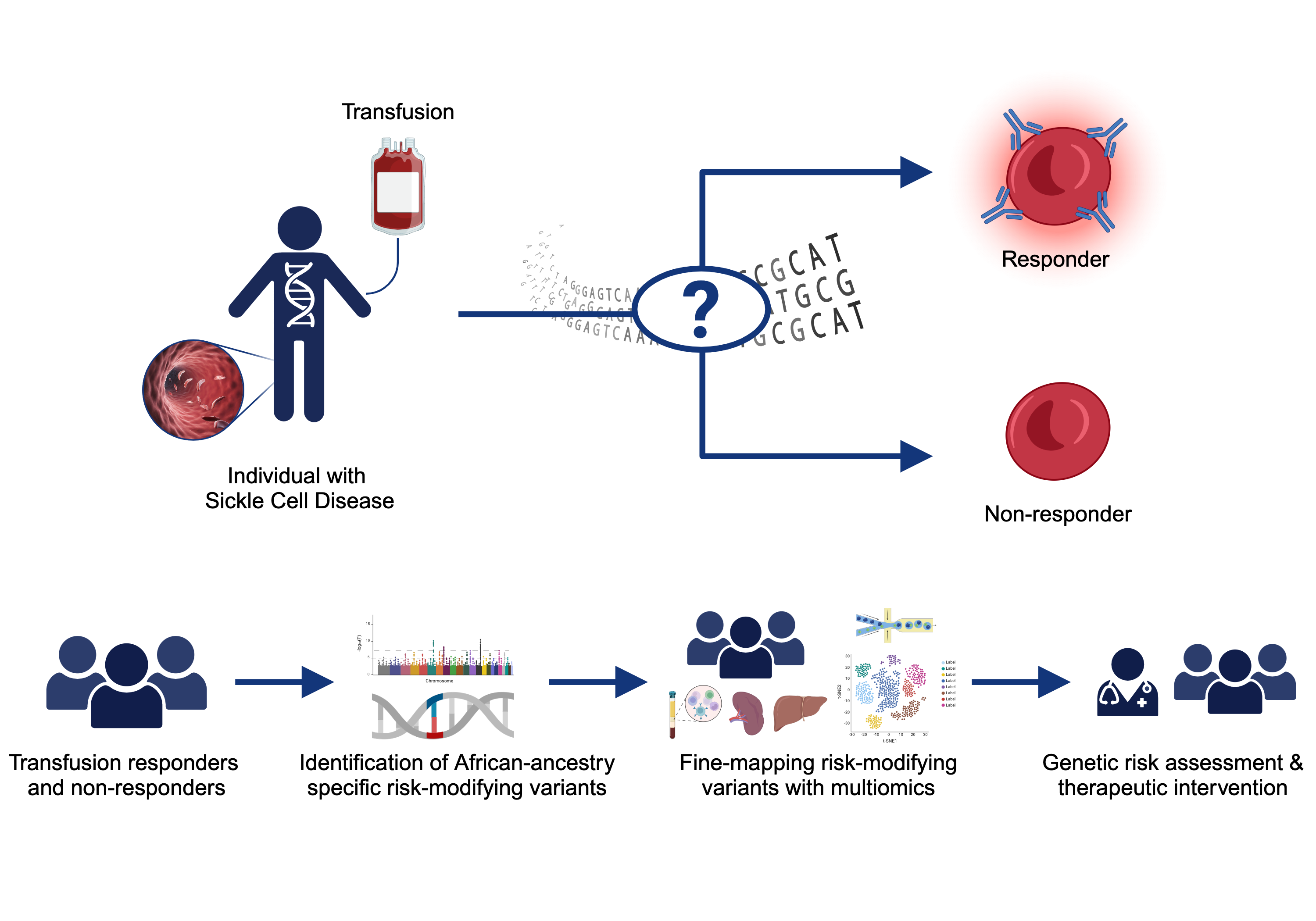 Figure showing an individual with Sickle Cell Disease who may or may not develop alloantibodies after a blood transfusion. The lower portion of the image shows the pathway from recruitment of transfusion responders and non-responders to the development of a genetic risk assessment and clinical intervention.