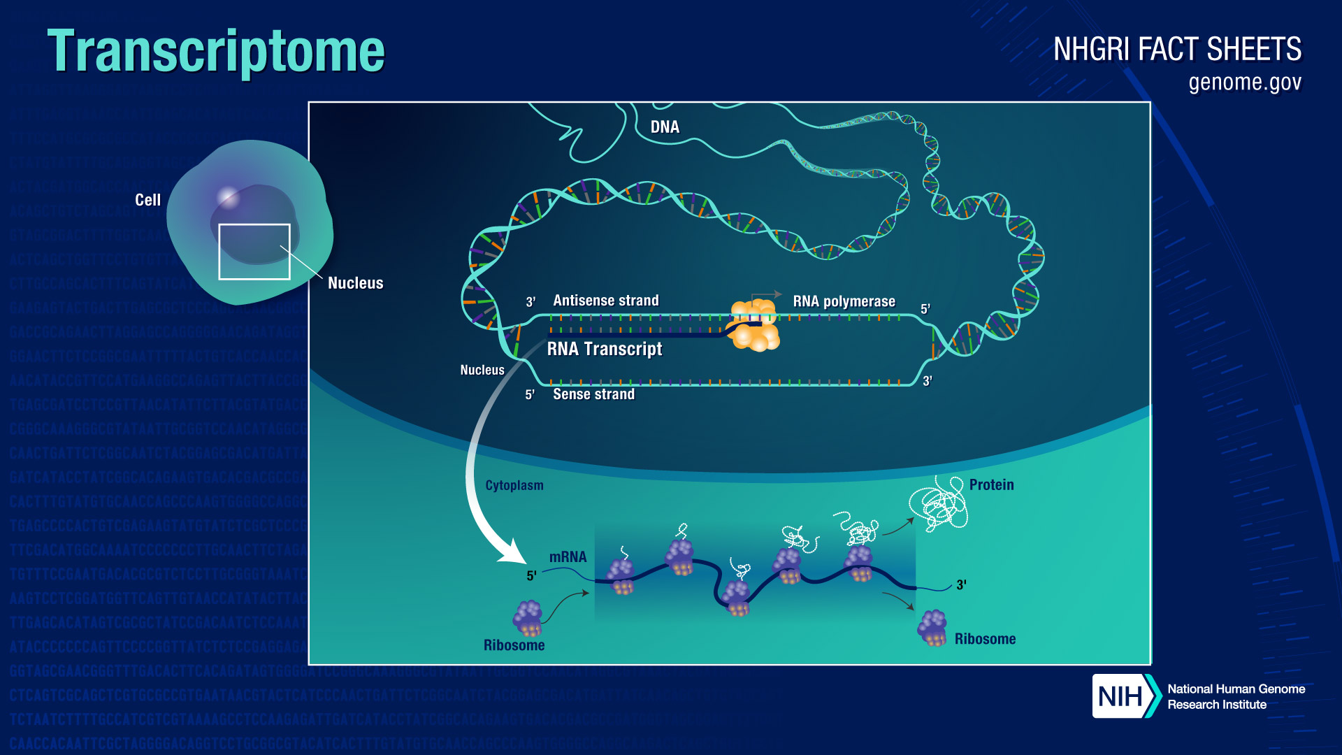 Transcriptome