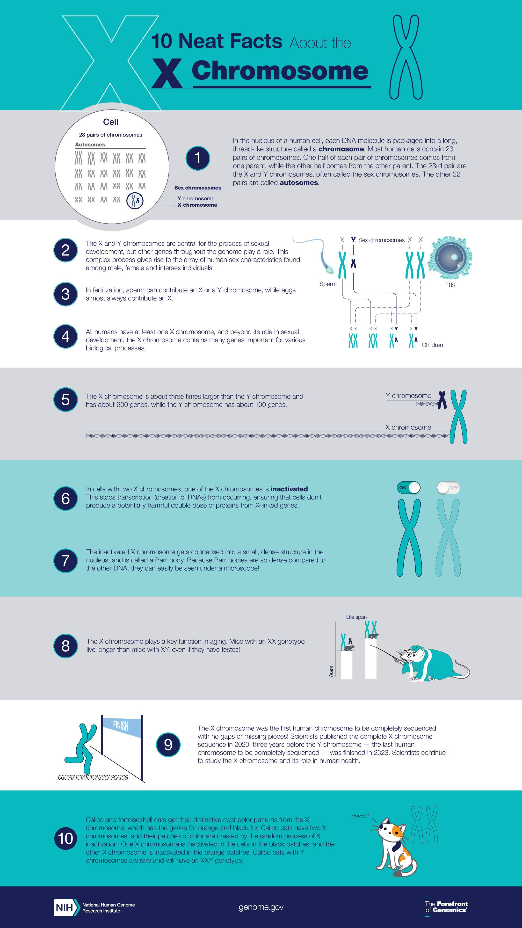 10 Neat Facts About the X Chromosome