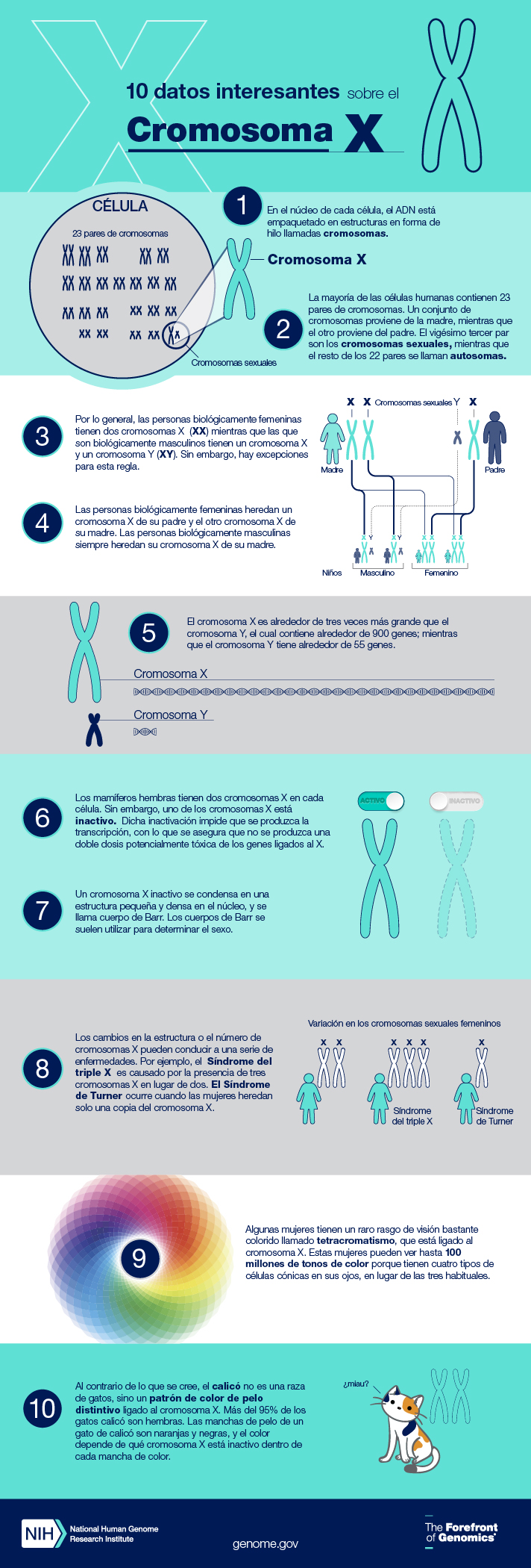 Infografía de la hoja de datos del cromosoma X