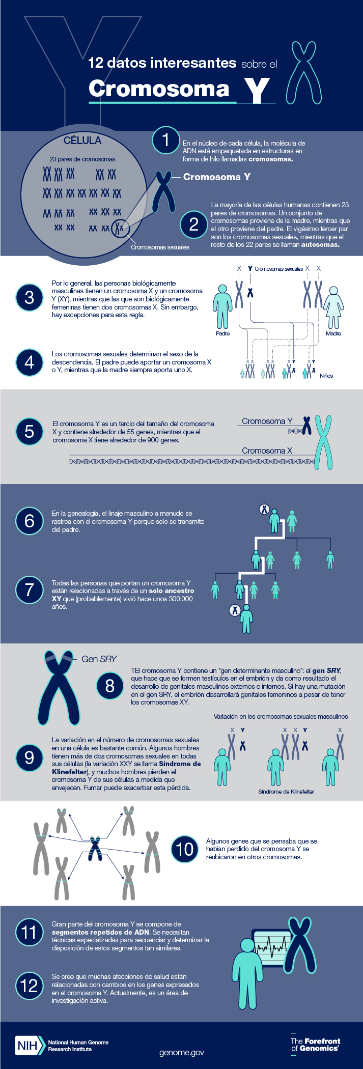 Infografía de la hoja de datos del cromosoma Y