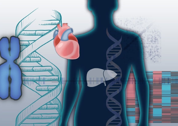 Genotype-Tissue Expression Project (GTEx)