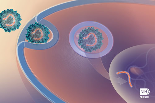 molecular diagram