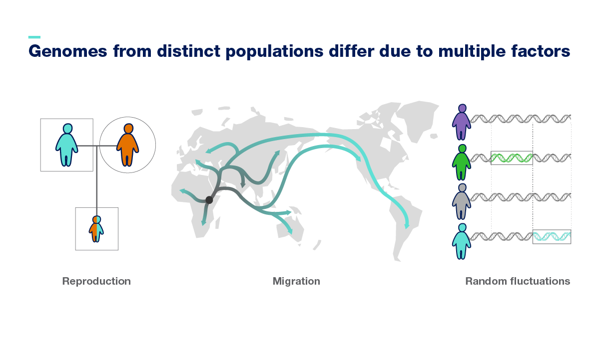 Genomes from distinct populations differ due to multiple factors