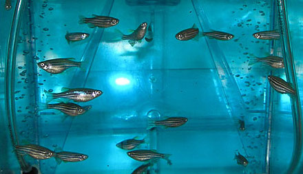 zebrafish