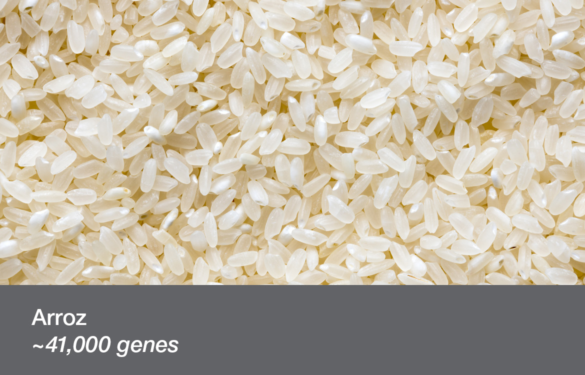 Arroz ~41,000 genes