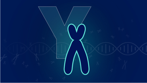 Y chromosome