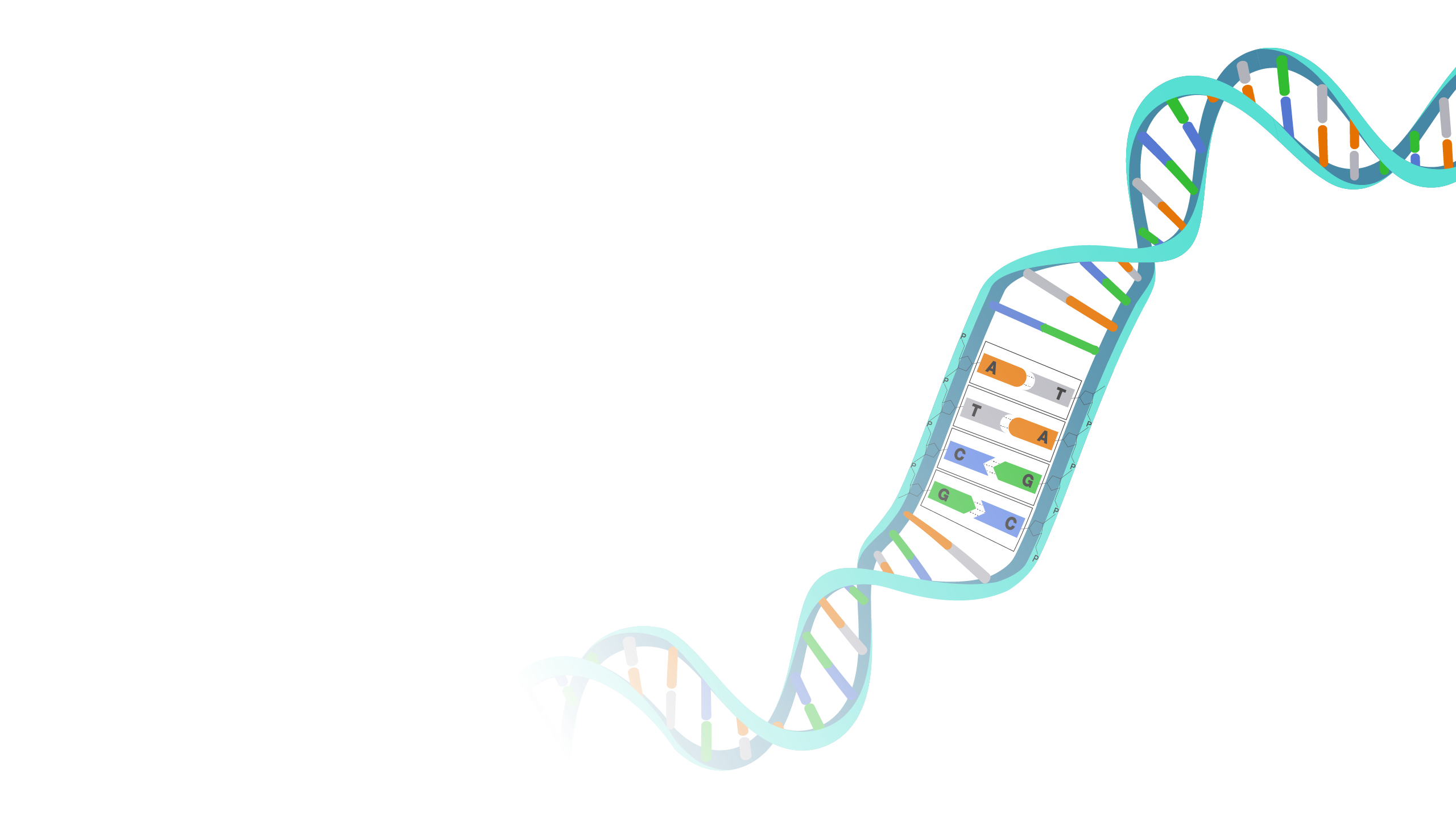 Generic DNA Bases