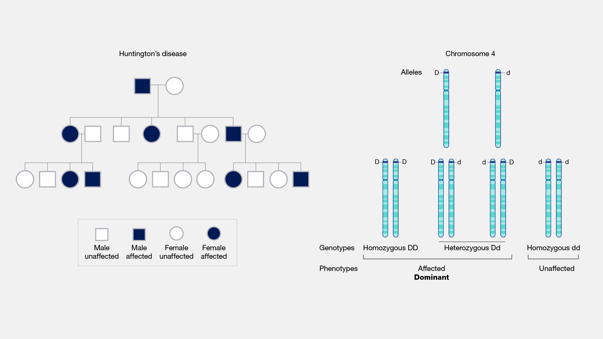  Autosomal Dominant Disorder