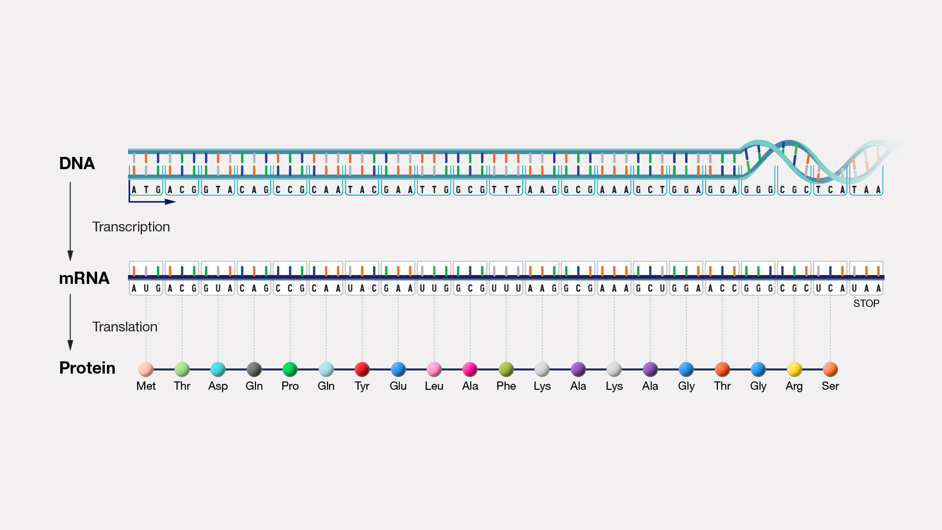  Central Dogma