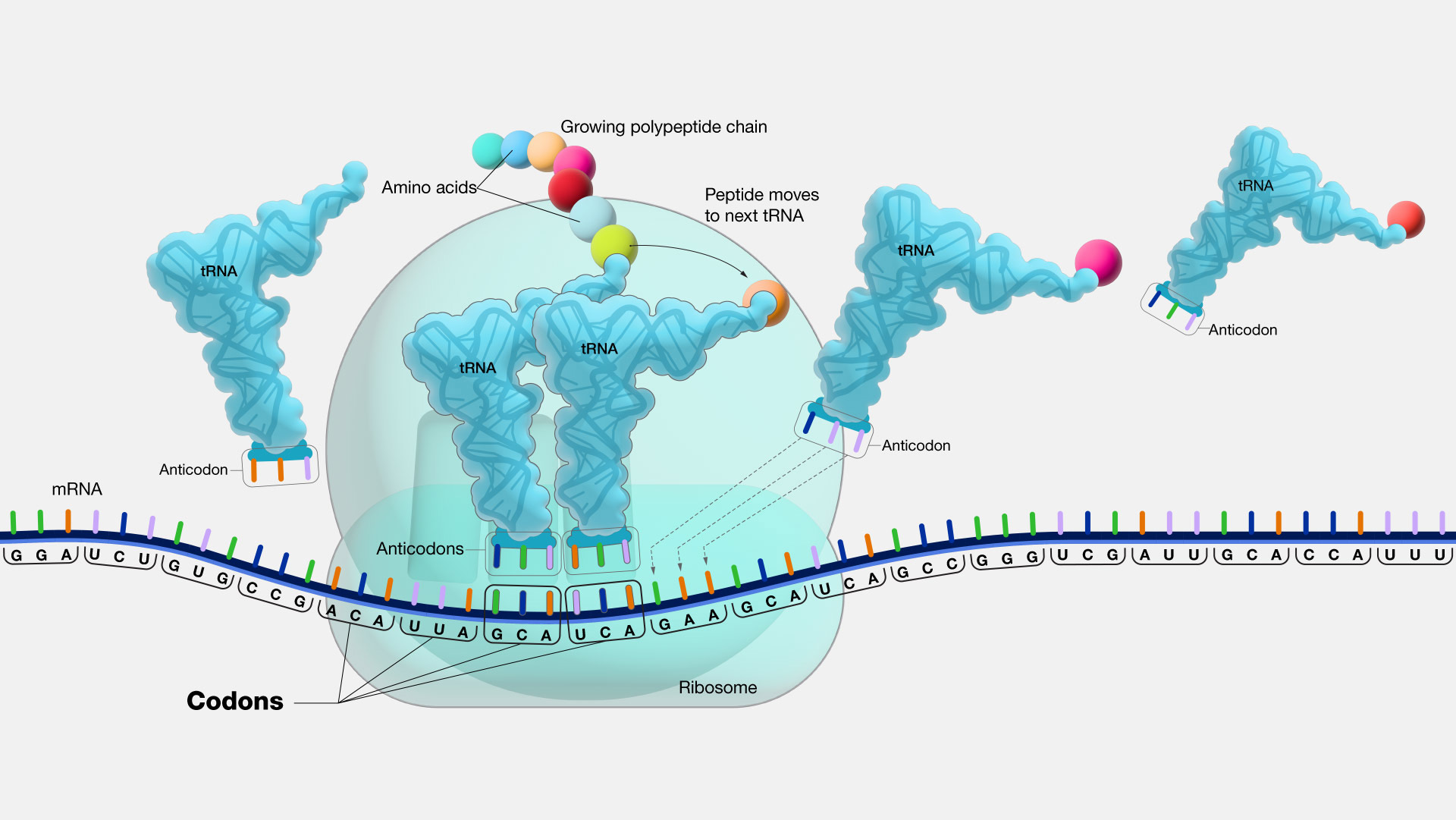  Codon