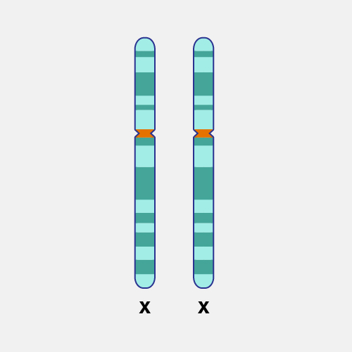 Generic X Chromsome