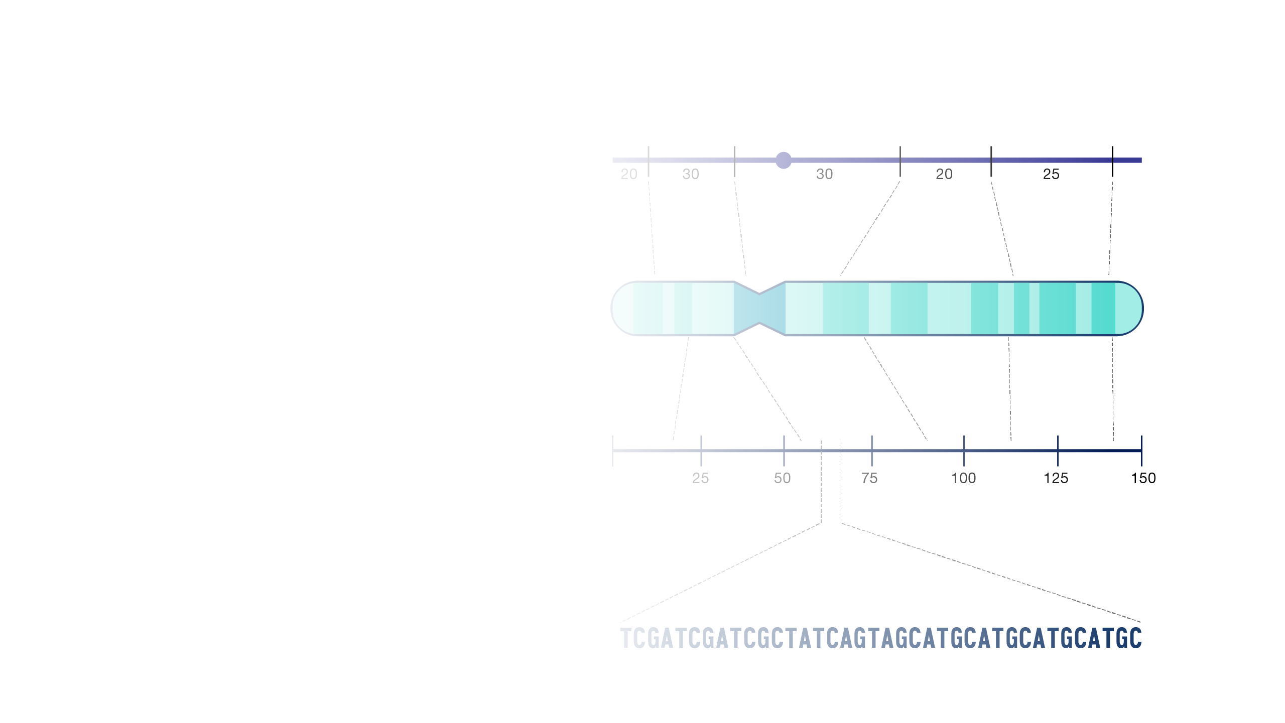 Genetic Map