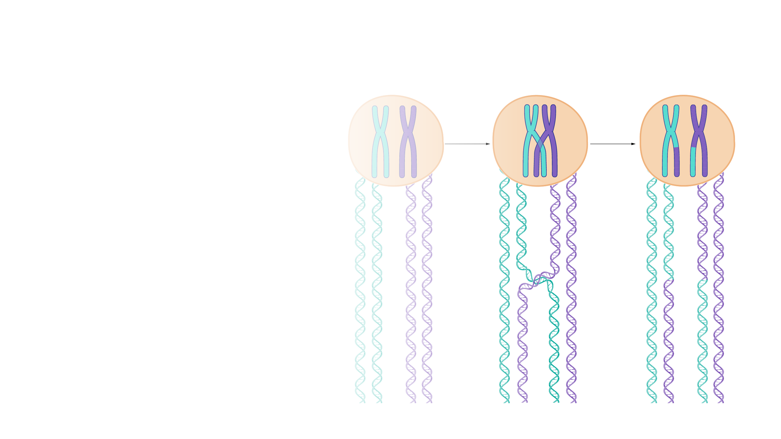 Homologous Recombination