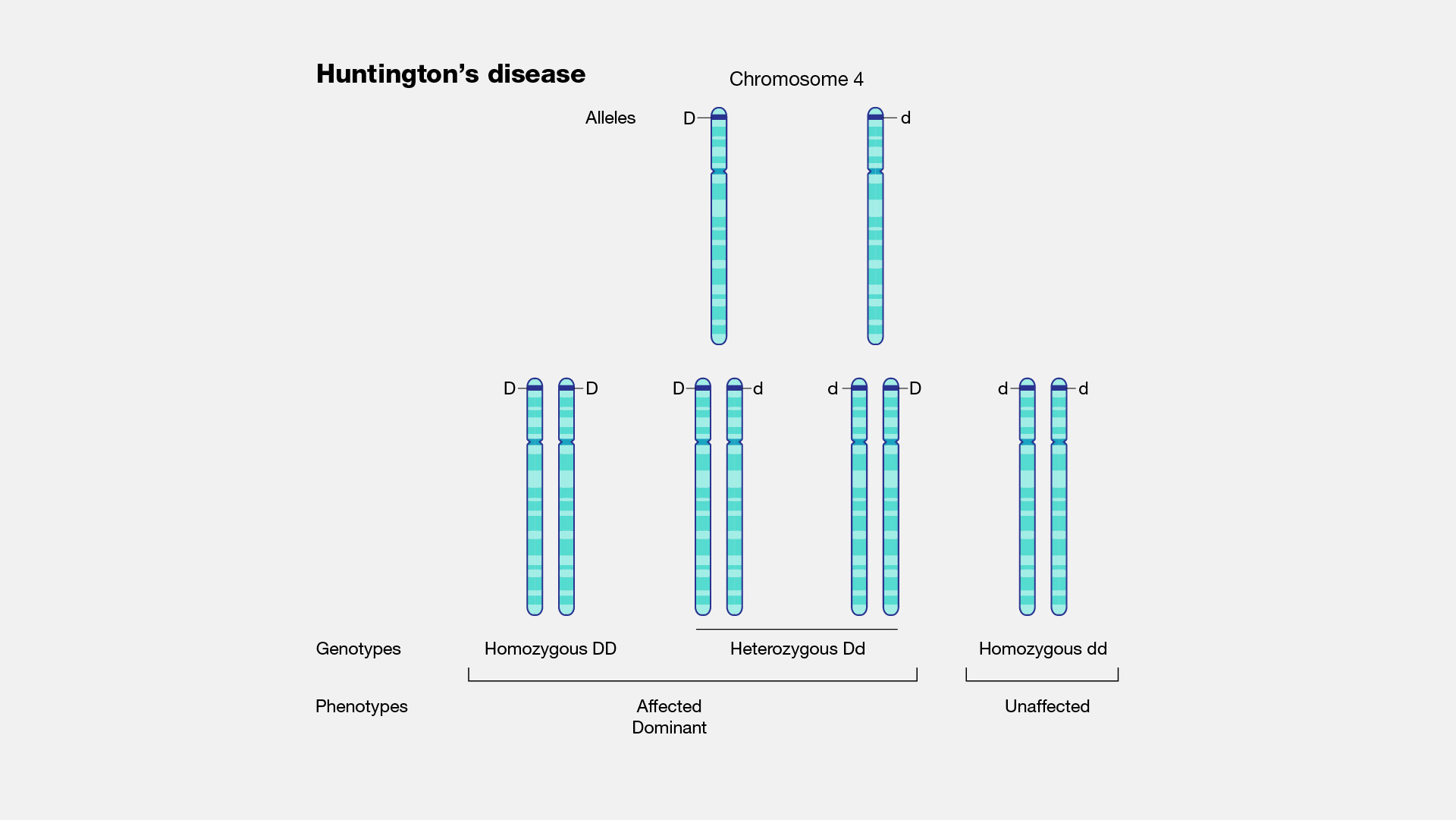  Huntington's Disease