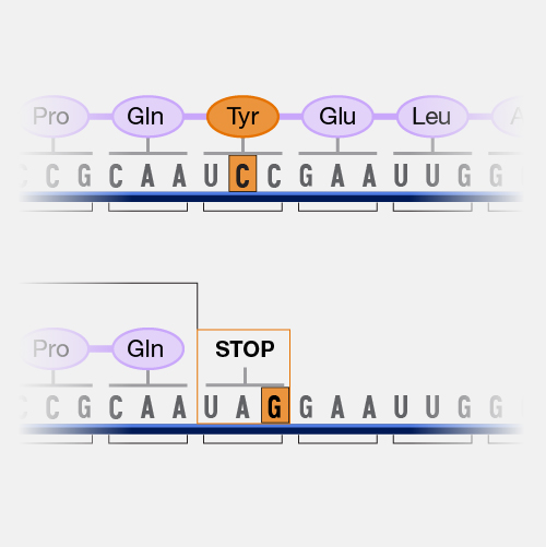 Point Mutation